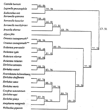 ���˴����16S rRNA�������з���<sup>*</sup>