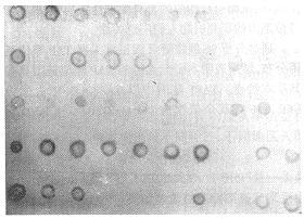 �����������ȺTAP��λ�����̬�Է���