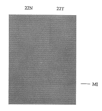 �����9��Ⱦɫ��΢���Ǹı����Сϸ���ΰ�������ת�ƵĹ�ϵ