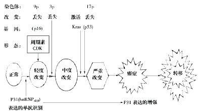 ��������ѧ����״��չ��(��������)