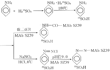<sup>35</sup>S-Mab SZ39���Ʊ��������о�