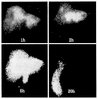 ���ظε��ӳ�������Ͼ޴���һ��