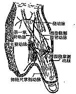 ��һ�ƹǱ���Ѫ�ܵٵ�״Ƥ���Ӧ�ý���