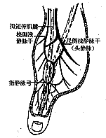 ��һ�ƹǱ���Ѫ�ܵٵ�״Ƥ���Ӧ�ý���