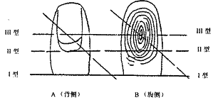 530��ĩ�ڶ�ָ��ֲ���ٴ��о�