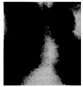 �ƾ��Էγ�Ѫһ��