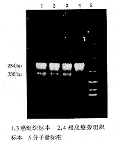 �Ͷ�ҩ��ص��׻��������ΰ�����������ϵ���о�