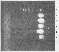 ������������Ѫ������ϸ����Th1/Th2��ϸ�����ӵ�ƫ��״̬����ù�صľ�ƫ����