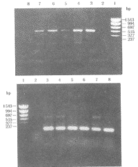 ��֢����������Ƭ��P10���˼����������֯�еı���