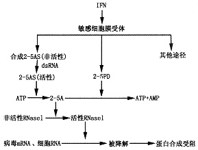2�䣬5���������ϳ�ø�����ڲ����Ը����е��ٴ�����