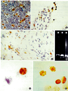 ����ԭλDNA������Ǽ��������֯��Ƭ������ϸ���еĵ���ϸ��