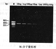 ϸ��DNA�ľۺ�ø����Ӧ�����������ӽ���������