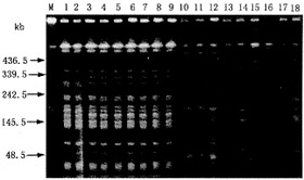 <doctitle>��ŧ�ٵ��������峡������Ӿ���ͼ���ҩ���о�</doctitle>