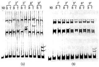 �����еĸ��ͶԾۺ�ø����Ӧ-���������̬�Լ�����Ӱ��