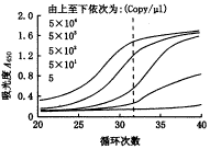 ø���ӽ�������������͸��ײ���DNA�ľۺ�ø����Ӧ����