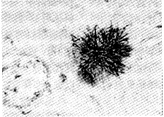 ��ɫ�з��߾���ת���Զ෢ŧ��