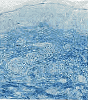 ������ճҺˮ����̦޺һ��