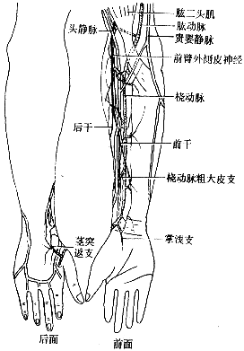 ��ǰ�����Ƥ��Ӫ��Ѫ�ܽ�ĤƤ���Ӧ�ý���