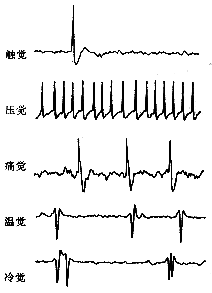 ��ָ��Ƥ��ֲ�����Զ������Ч���ĵ������о��