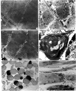 ��Ӻ�ȥ�񾭹�����������ֲ���о�