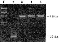 ��ת¼�����鵼��Ч�İ�Ѫ��ϸ������ת��