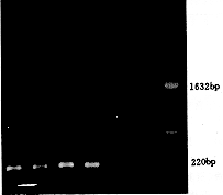 Bcl-2���������ڶ����ܰ���΢С�����������е�Ӧ��