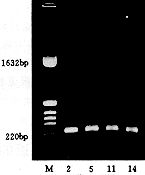 Bcl-2���������ڶ����ܰ���΢С�����������е�Ӧ��