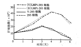 ʰϸϵSUNEEBV-LMP1ƤϸԵӰ