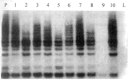 �ӹ���Ĥ������ø�����о�