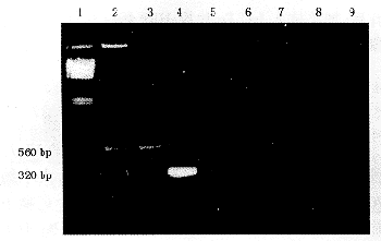 ����Ѫ����Ƥ��������165Ƕ�Ͽ���Ĺ���������˱���