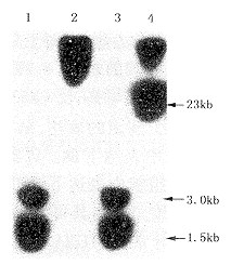 ϸ���ǵ��׻���13�ڱ��ʰ��е������о�