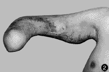 �����ԣ����ɹ�����Ƥ����ֲһ������