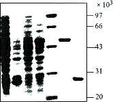 ���͸��ײ���C33c��ԭ������ںϱ��Ｐ����Ӧ��