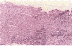 ������γ���������Ա��͸��׵Ĳ���ѧ�о�