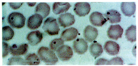 ����������ϸ���岡����