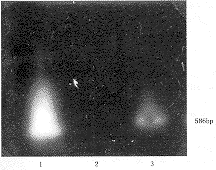 θ��ϸ������Ƥ������ļ��