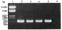 172-2.gif (5914 bytes)