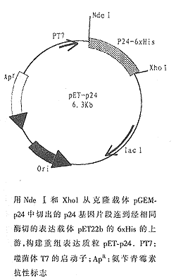 t48.gif (7654 bytes)