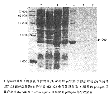 t49.gif (16732 bytes)