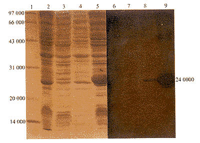 t53.gif (23593 bytes)