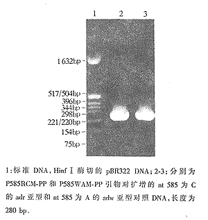 ���HBV������nt585λͻ��������Ծۺ�ø����Ӧ