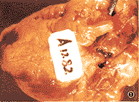 ��47�������