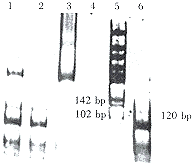 ���������߷ΰ�H-ras����ͻ����о�