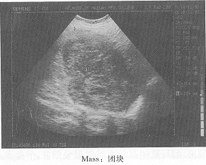 B������ƢѪ��������Ƣ������˨1��