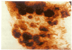 �����ѳ��ۺ�������ά�Ͳ�ɫ�����ճ������