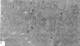 �����������밢���ĺ�Ĭ����������������Ԫ�ֲ�������ϸ�������Ĺ�ϵ