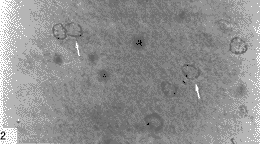 �����������밢���ĺ�Ĭ����������������Ԫ�ֲ�������ϸ�������Ĺ�ϵ