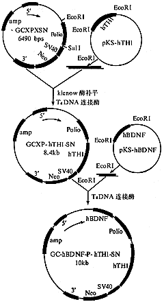 ��Դ�����������Ӻ��Ұ����ǻ�ø˫����������ɭ���������ڵĹ�����<sup>��</sup>