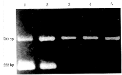 �������׵Ķ෢��Ӳ������������DNAͻ�����̽��