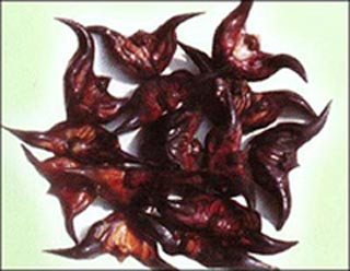 20�ֲ��ܻ�Ե�ʳ��/����vs��ǡ�������ʹ/